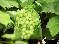grape-protection